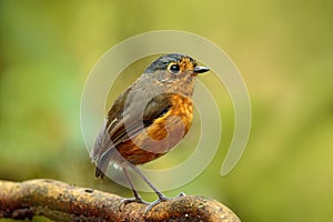 Birdwatching in Colombia, South America. Bicolored antpitta, Grallaria rufocinerea, bird from Colombia. Rare bird in the nature ha