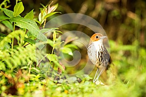 Birdwatching in Colombia, South America. Bicolored antpitta, Grallaria rufocinerea, Rare bird in the nature habitat. Antpitta in d