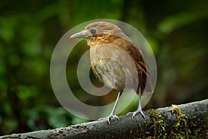 Birdwatching in Colombia, South America. Rufous Antpitta, Grallaria rufula saltuensis, bird from Colombia. Rare bird in the nature