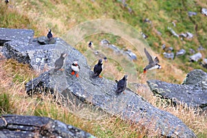 Birdwatching in Norway - puffin