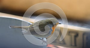 Birdwatching, ornithology and environment - profile of a redbreast robin bird