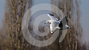 Birdwatching in the park