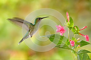 Birdwatching in South America. Flying hummingbird White-necked Jacobin female next pink red flower, Florisuga mellivora, from Ra photo