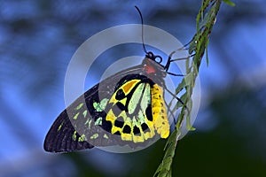 Birdwing Butterfly