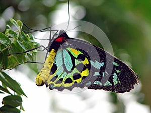 Birdwing Butterfly