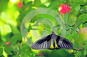 Birdwing butterfly in aviary, Florida