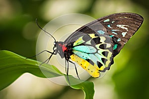 Birdwing butterfly photo