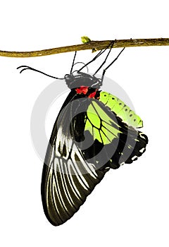 A birdwing butterfly Triodes in lime yellow color on a branch isolated on white