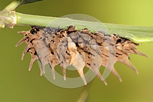 Birdwing's Caterpiller