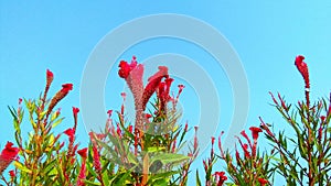 Bireum tampala tandalia bhaji callaloo plant flowers