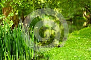 A birght green scene of iris flowers next to a pond during spring, in England