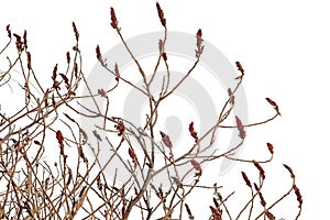 Birght red staghorn sumac flowers on bare winter branches, Rhus typhina