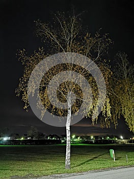 Birke tree at night