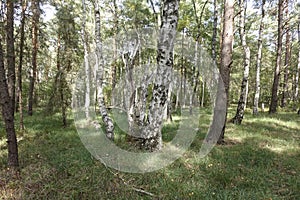 Birken im Otternhagener Moor. photo