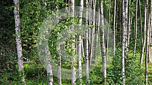 Spring-like birch forest panorama