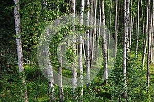Spring-like birch forest panorama