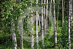 Spring-like birch forest panorama