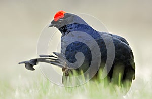 Birkhuhn, black grouse [Tetrao tetrix], blackgame [Lyrurus tetrix). Portrait of a lekking black grouse (Tetrao tetrix) Sunrise . E