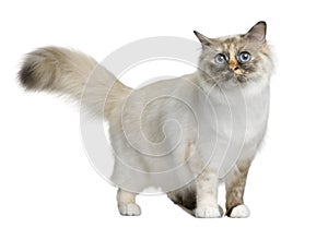 Birman cat, 11 months old