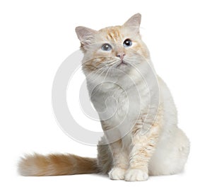 Birman cat, 3 years old, sitting