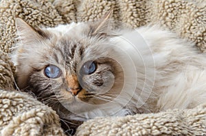 Birman cat