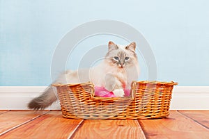 Birman cat in basket