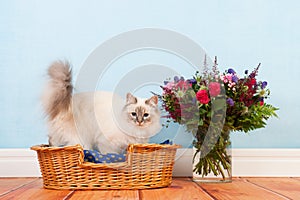 Birman cat in basket