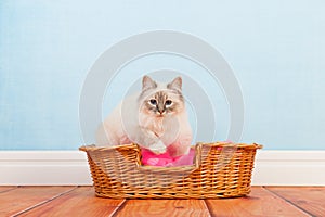 Birman cat in basket