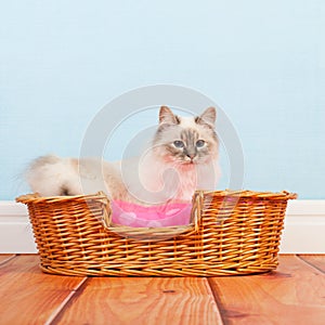 Birman cat in basket