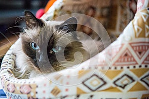 Birman cat in a basket