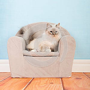 Birman cat in chair
