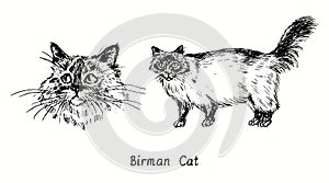 Birman Cat collection, head front view and standing side view. Ink black and white doodle drawing