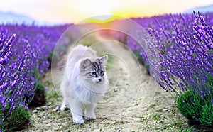 birman cat in nature