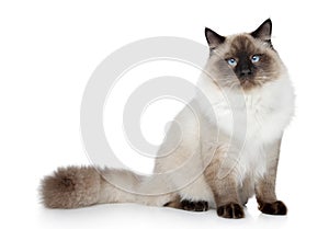 Birman cat portrait