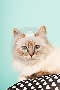 Birman cat