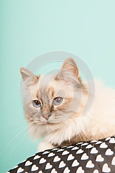 Birman cat