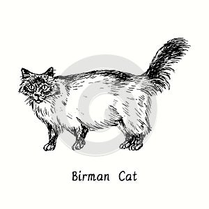 Birman cat standing side view. Ink black and white doodle drawing