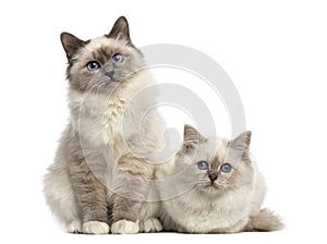 Birman cats looking at the camera, isolated