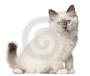 Birman kitten, 3 months old, sitting