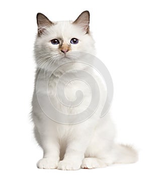 Birman kitten, 4 months old, sitting