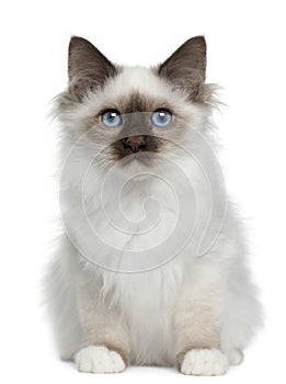 Birman kitten, 4 months old, sitting