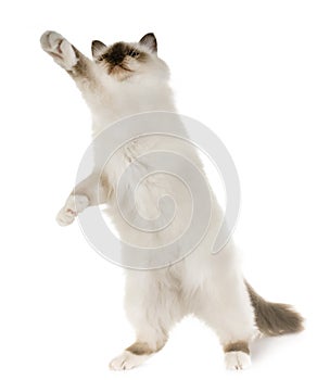 Birman kitten in studio