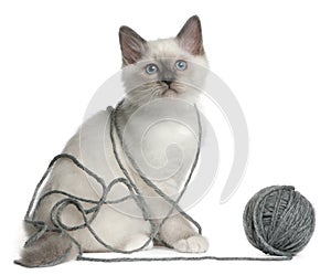 Birman Kitten playing with a ball yarn