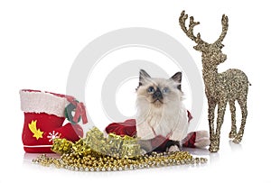 Birman kitten in studio