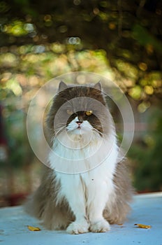 Birman Siberian crossbred grumpy cat sitting on a car top portrait shot shallow depth of field