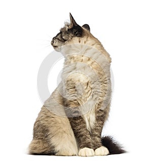 Birman sitting and looking back