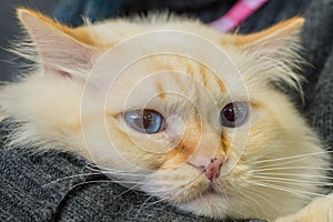 Birmania cat close up portrait photo