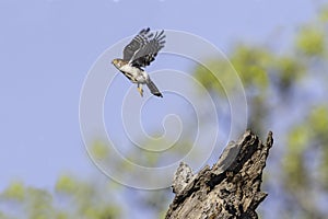 Birmese Dwergvalk, White-rumped Falcon, Polihierax insignis