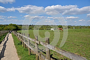 Birmingham woodgate walley country park, sunshine meadow and horses, wooden fence and gravel footpath, green trees horizont