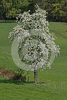Birnenbaum in Hagen